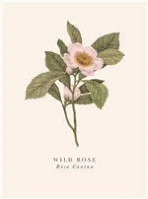 Wild Rose Card