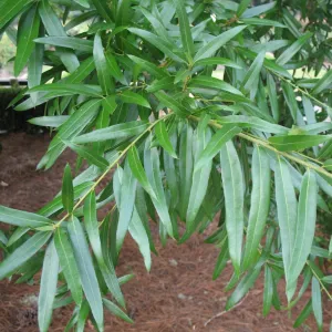 Willow Oak Tree