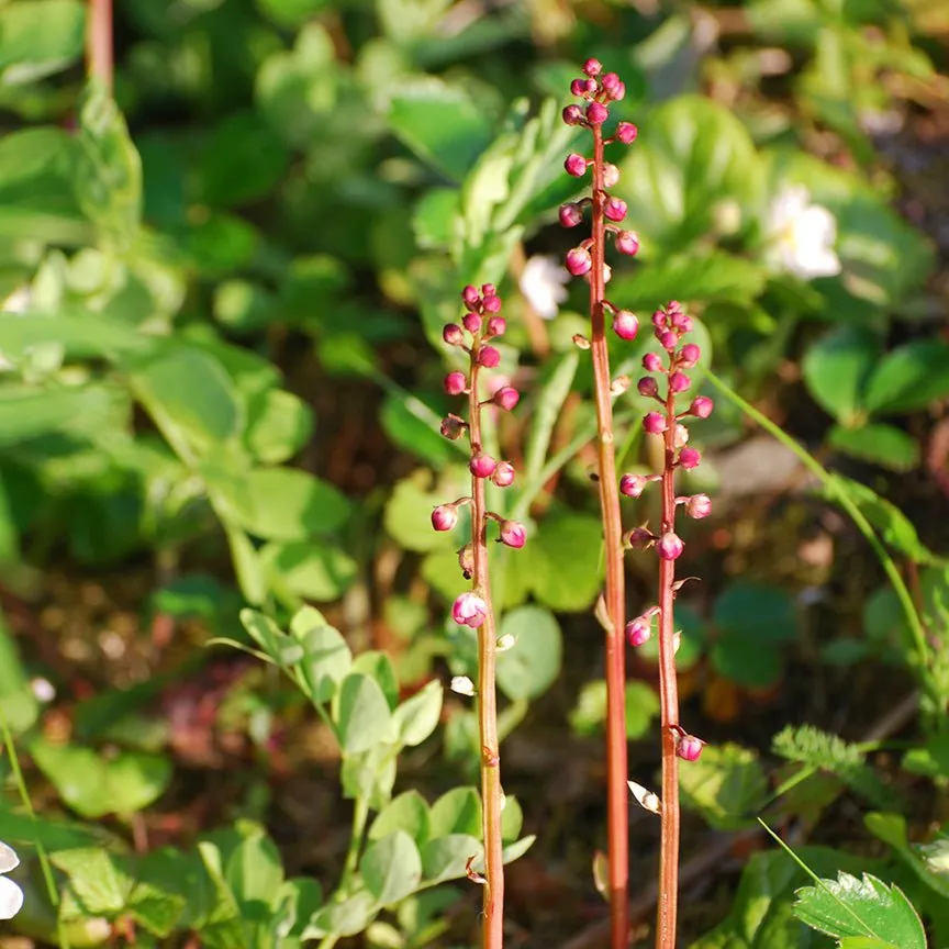 Wintergreen Essential Oil