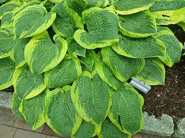 Wooden Nickel Hosta