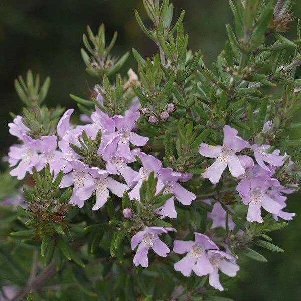 Wynyabbie Gem Westringia