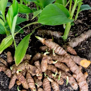 Yellow Turmeric Plant