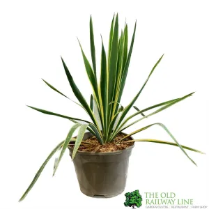 Yucca Filamentosa 'Bright Edget' 3Ltr Pot