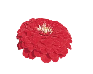 Zinnia Double Benary's Giant Deep Red Flower Seeds