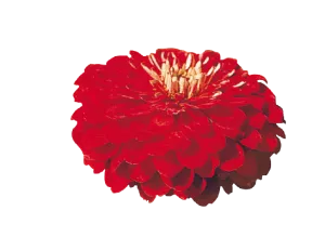 Zinnia Double Benary's Giant Scarlet Flower Seeds