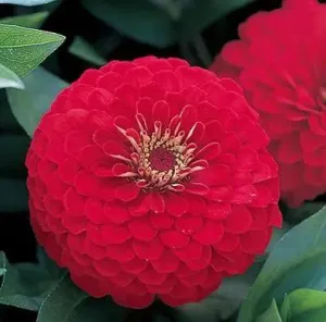 Zinnia Double Dreamland Red Flower Seeds