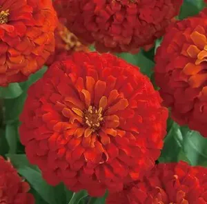 Zinnia Double Dreamland Scarlet Flower Seeds