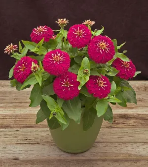 Zinnia Preciosa Rose Flower Seeds