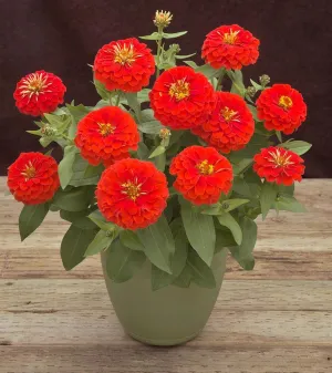 Zinnia Preciosa Scarlet Flower Seeds