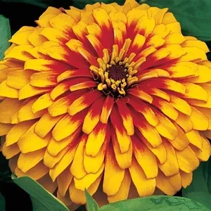 Zinnia Swizzle Scarlet & Yellow Flower Seeds