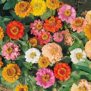 Zinnia Thumbelina Mix Flower Seeds