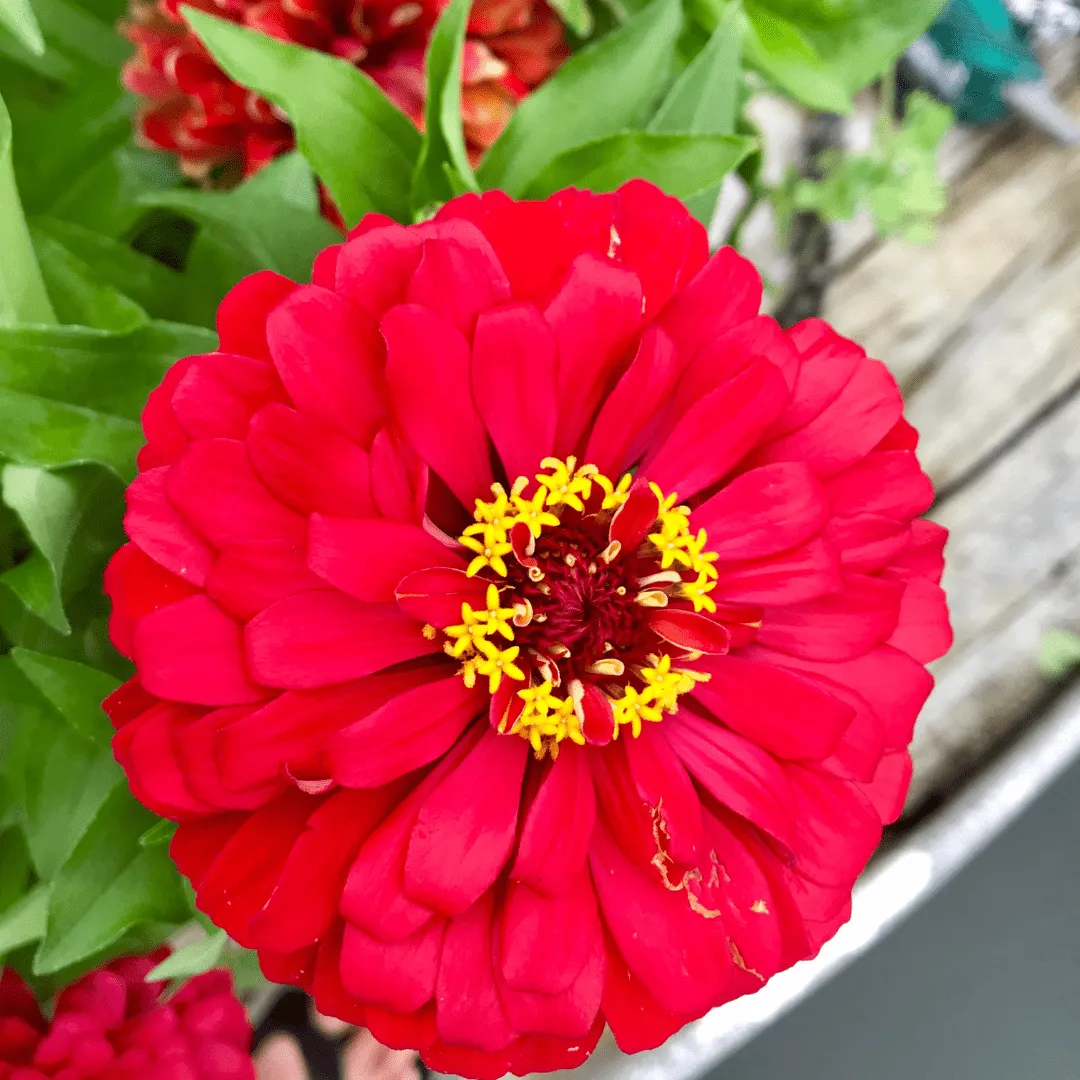 Zinnias Cherry Queen Seeds | West Coast Seeds