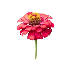 Zinnias Cherry Queen Seeds | West Coast Seeds