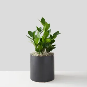 ZZ Plant